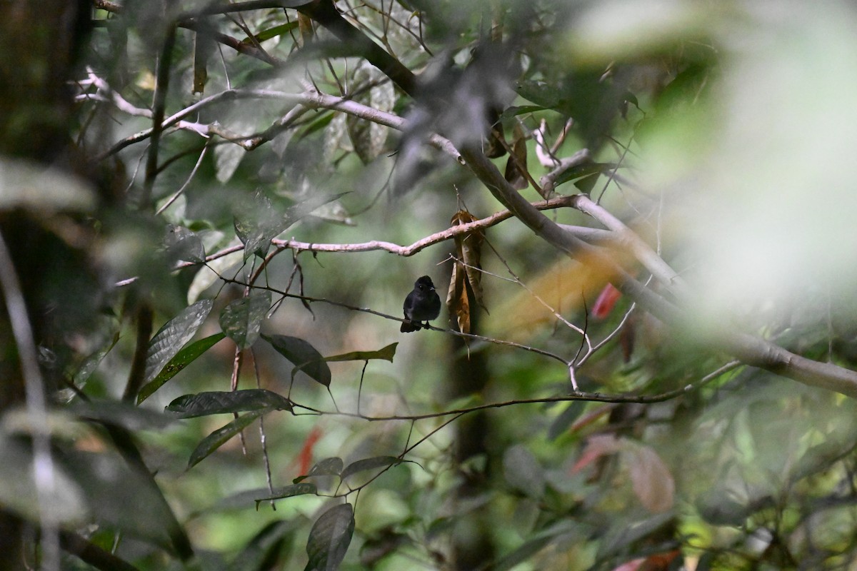 Visayan Blue-Fantail - ML630645037