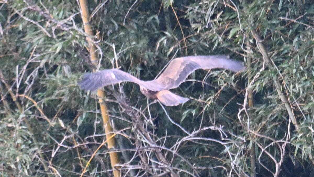 Eastern Marsh Harrier - ML630645212