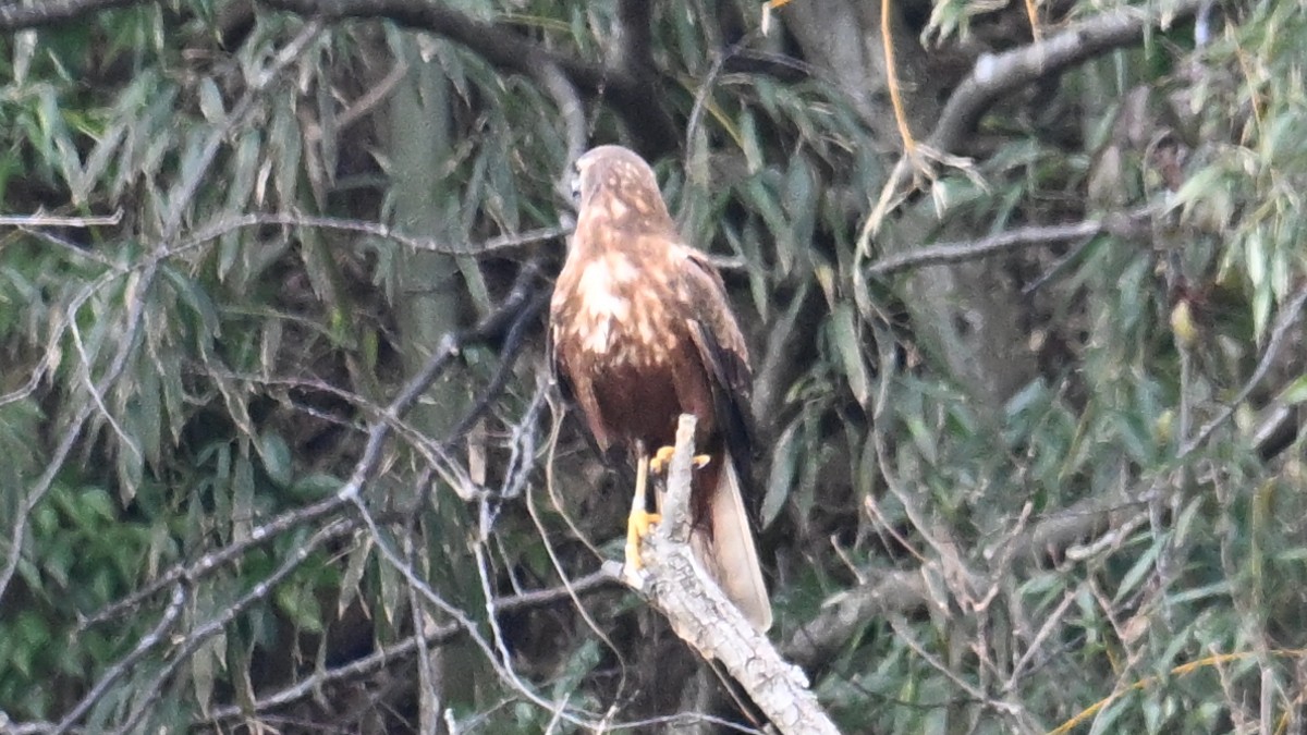 Eastern Marsh Harrier - ML630645216