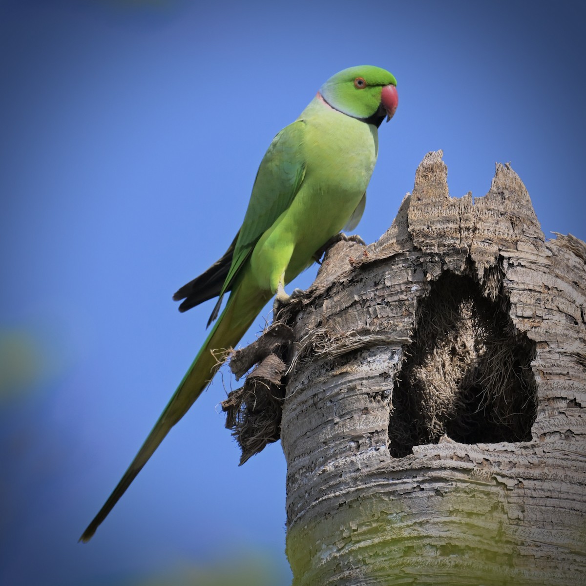 Rose-ringed Parakeet - ML630645576