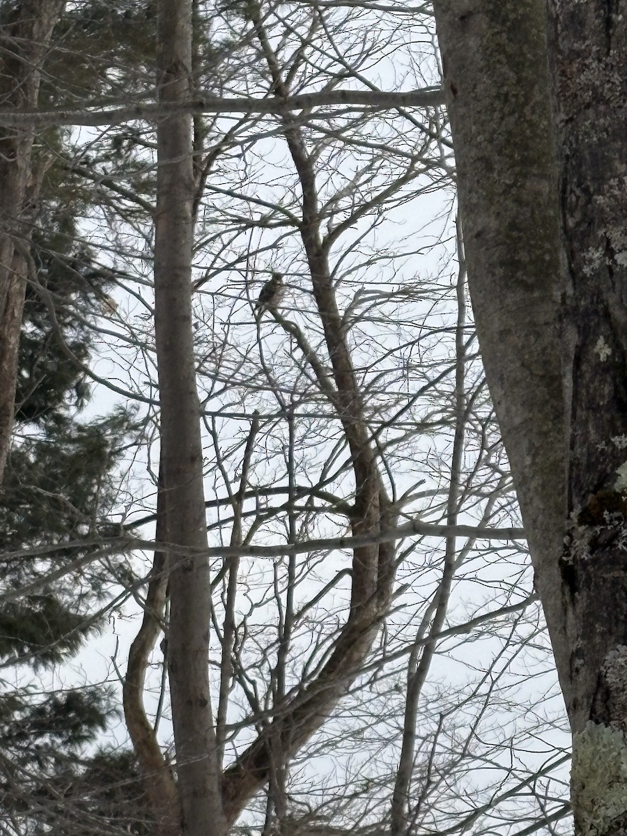 Cooper's Hawk - ML630646013