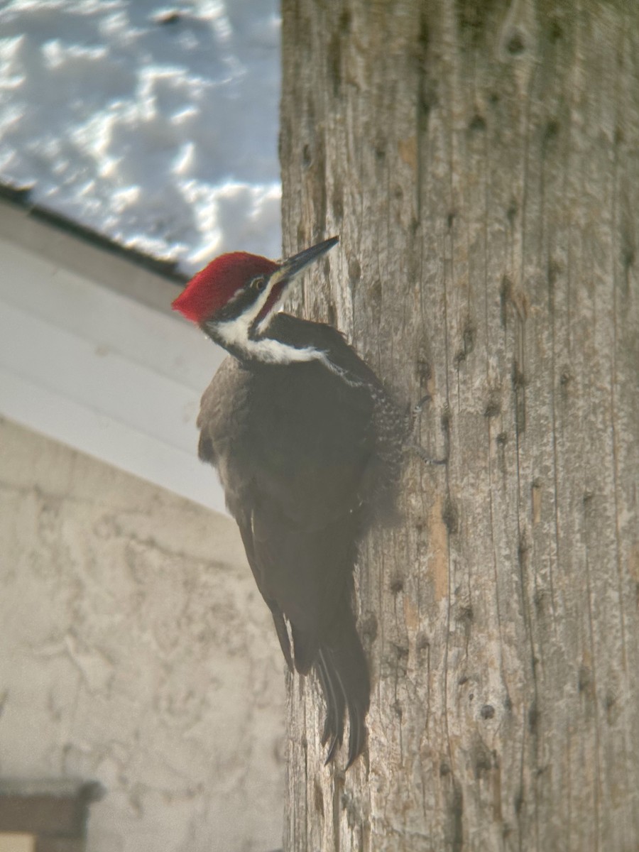 Pileated Woodpecker - ML630646280