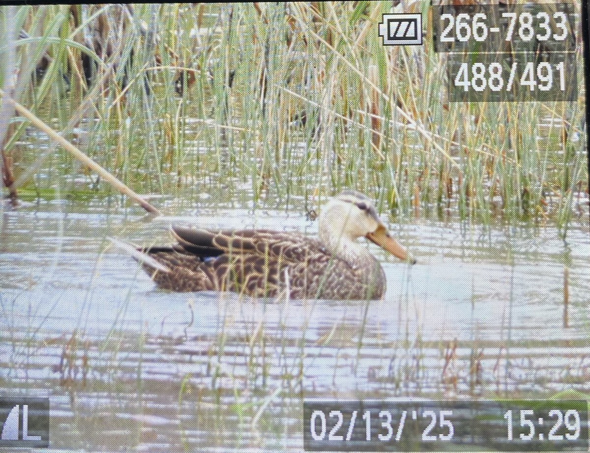 Зэрлэг нугас - ML630646545