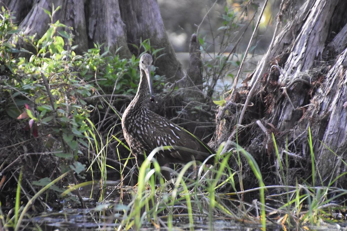 Limpkin - ML630646640