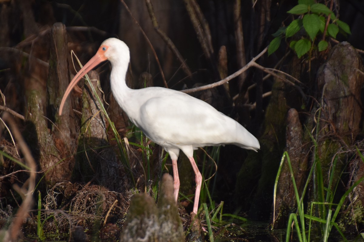 White Ibis - ML630646778