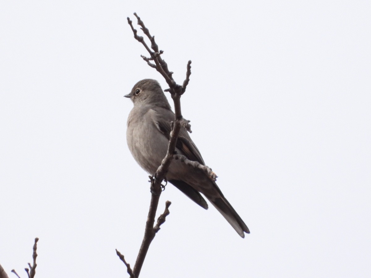 Townsend's Solitaire - ML630646780