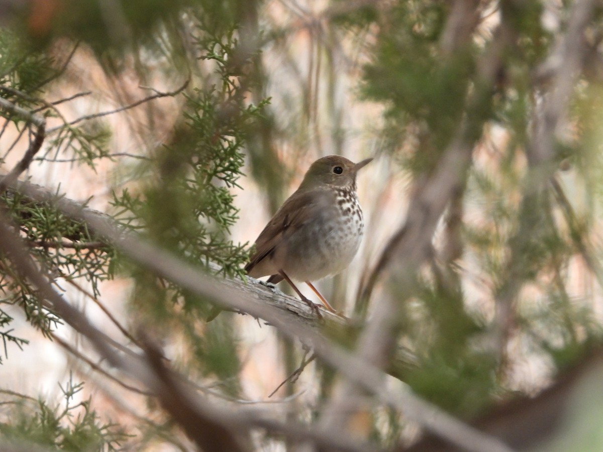 Hermit Thrush - ML630646785