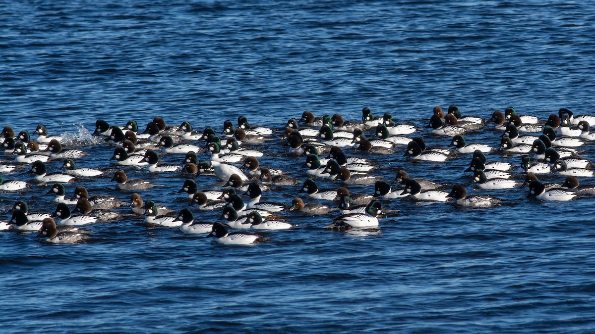 ebird-checklist-13-feb-2025-duluth-canal-park-7-species-1