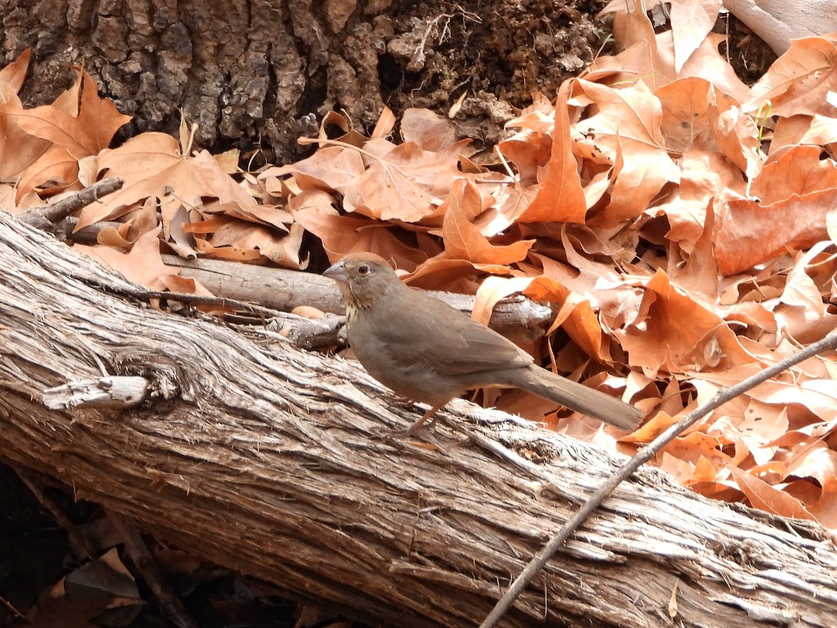 Canyon Towhee - ML630646792