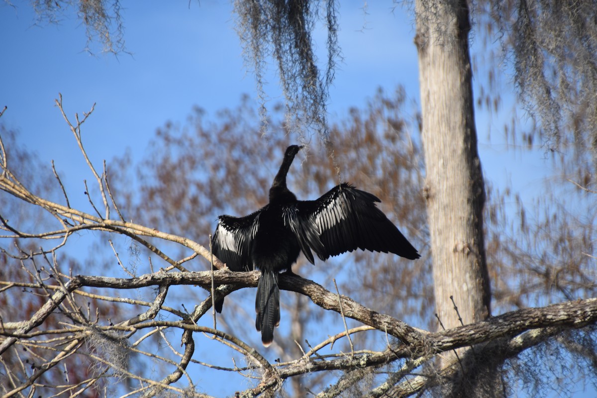 Anhinga - ML630646821
