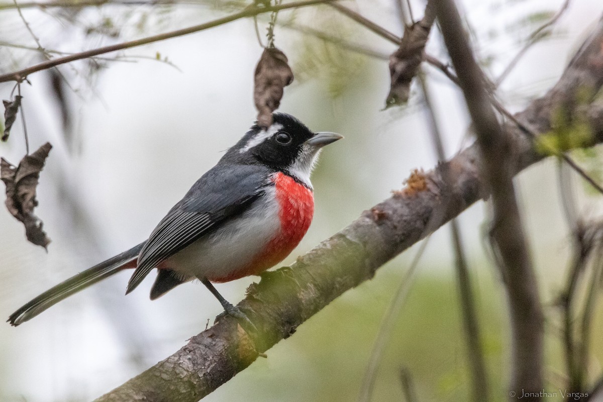 Red-breasted Chat - ML630646908
