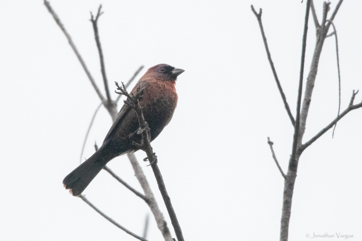 Varied Bunting - ML630646917