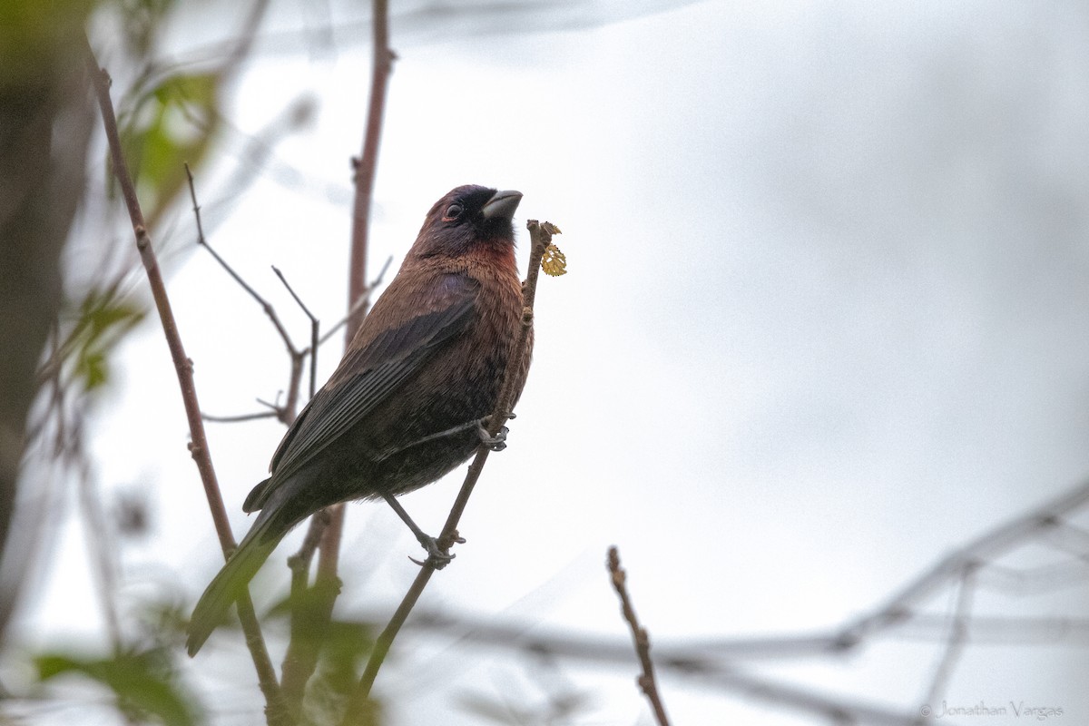 Varied Bunting - ML630646918