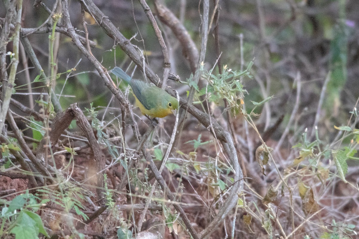 Orange-breasted Bunting - ML630646933