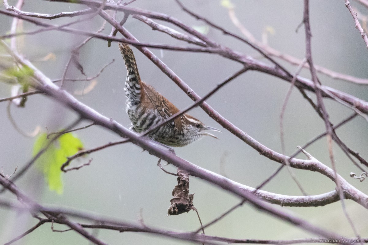 Banded Wren - ML630646946