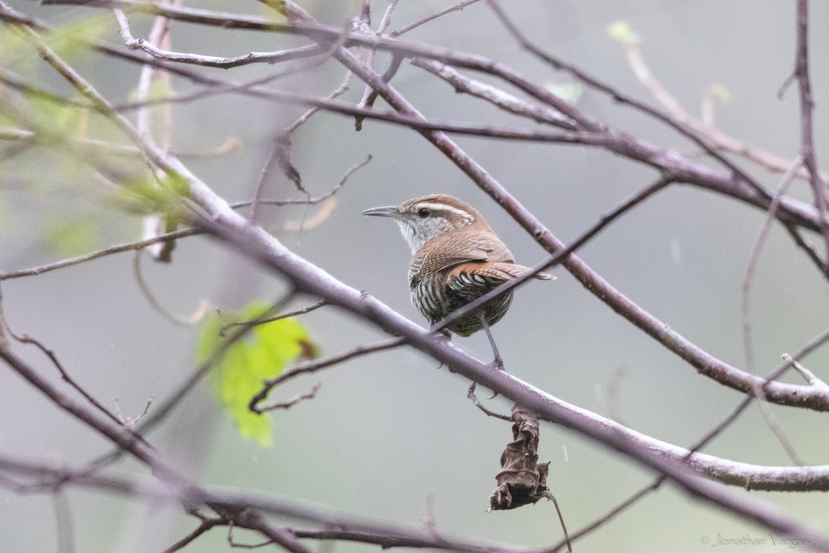 Banded Wren - ML630646947