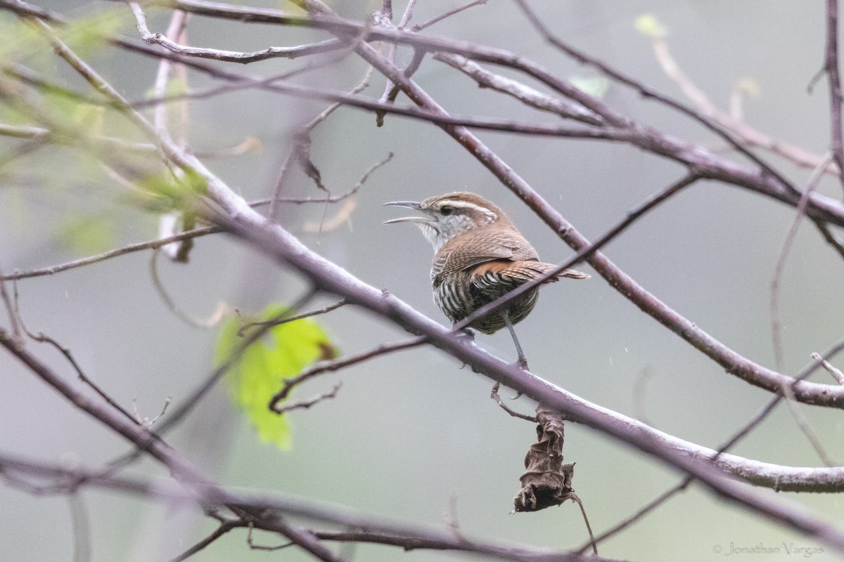 Banded Wren - ML630646948