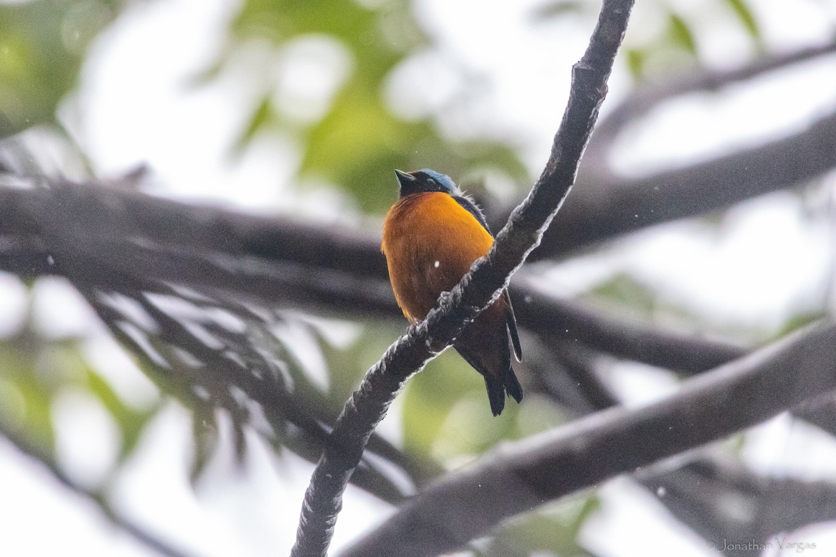 Elegant Euphonia - ML630647012