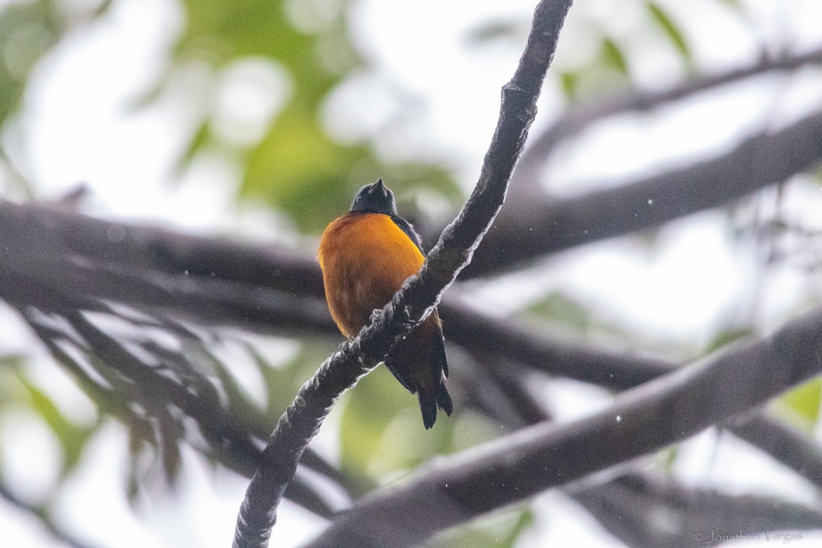 Elegant Euphonia - ML630647013