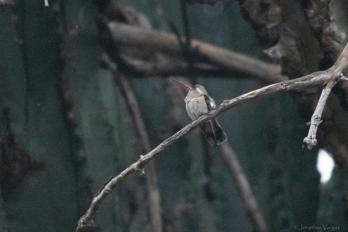 Dusky Hummingbird - ML630647033
