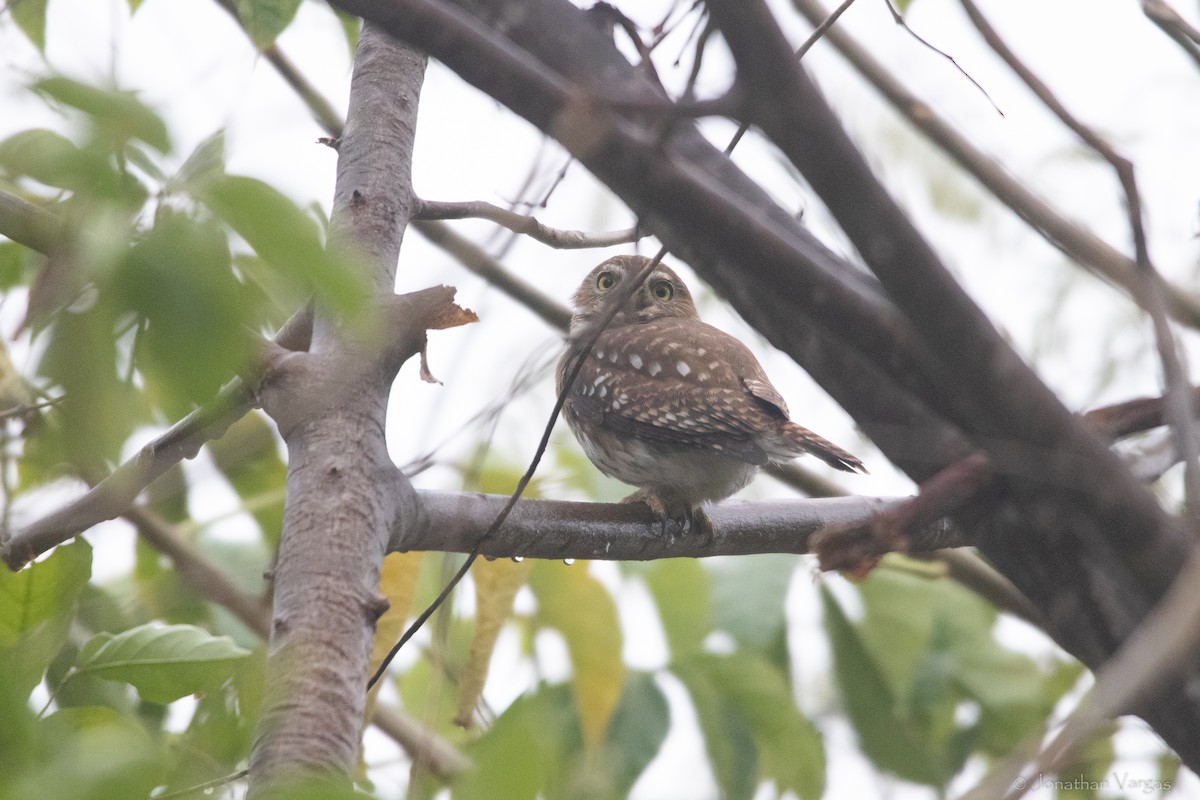 Ferruginous Pygmy-Owl - ML630647055