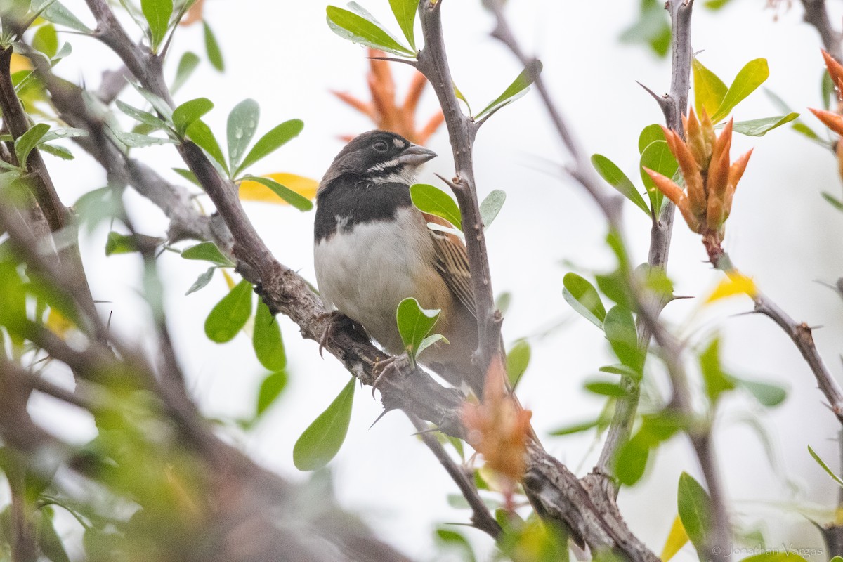 Black-chested Sparrow - ML630647072