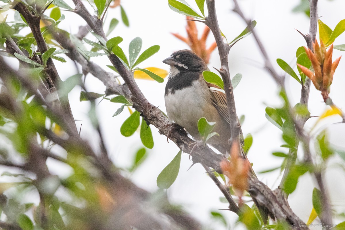 Black-chested Sparrow - ML630647074