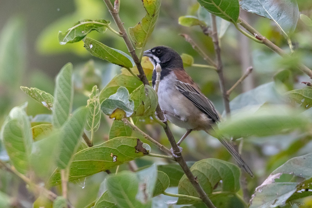 Black-chested Sparrow - ML630647075