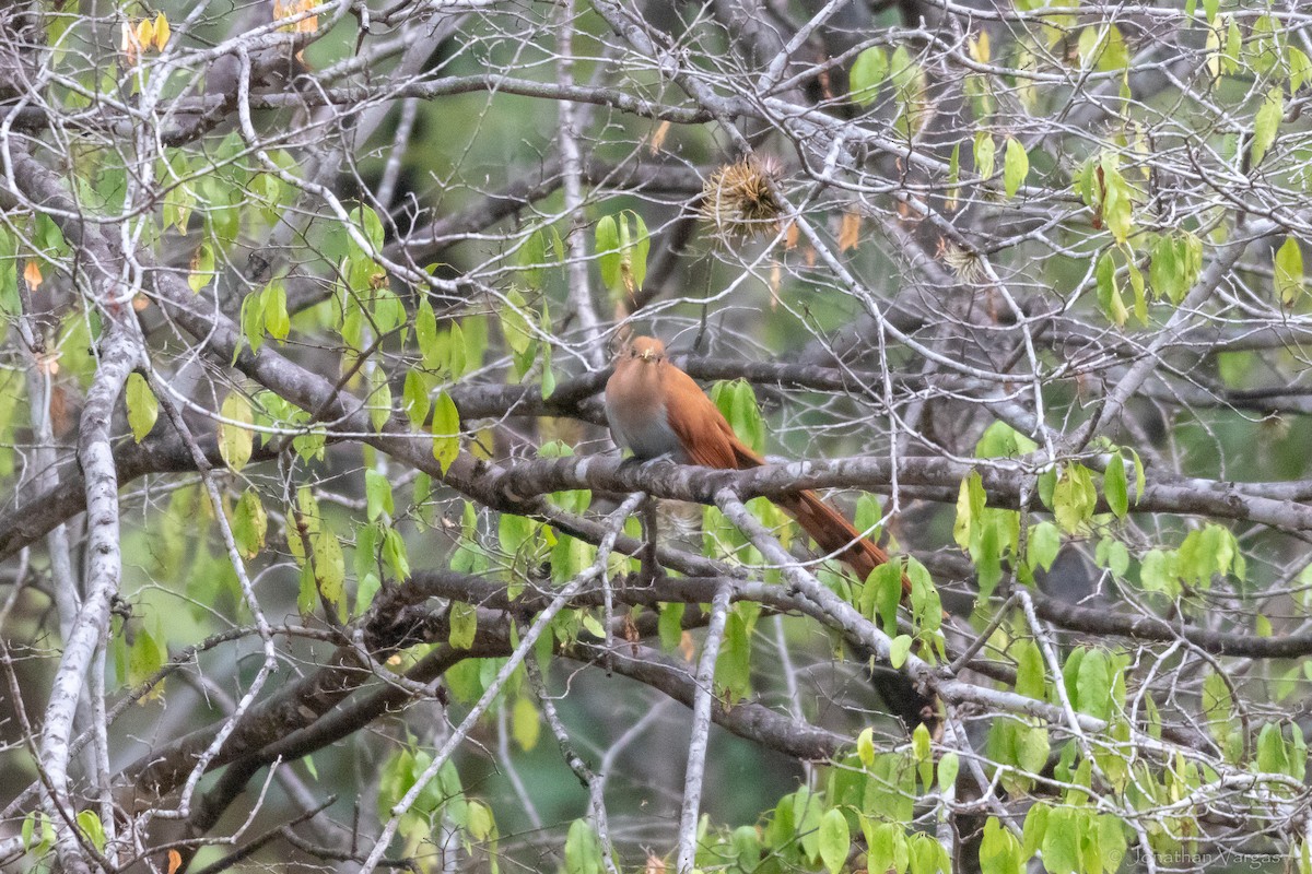 Squirrel Cuckoo (West Mexico) - ML630647121