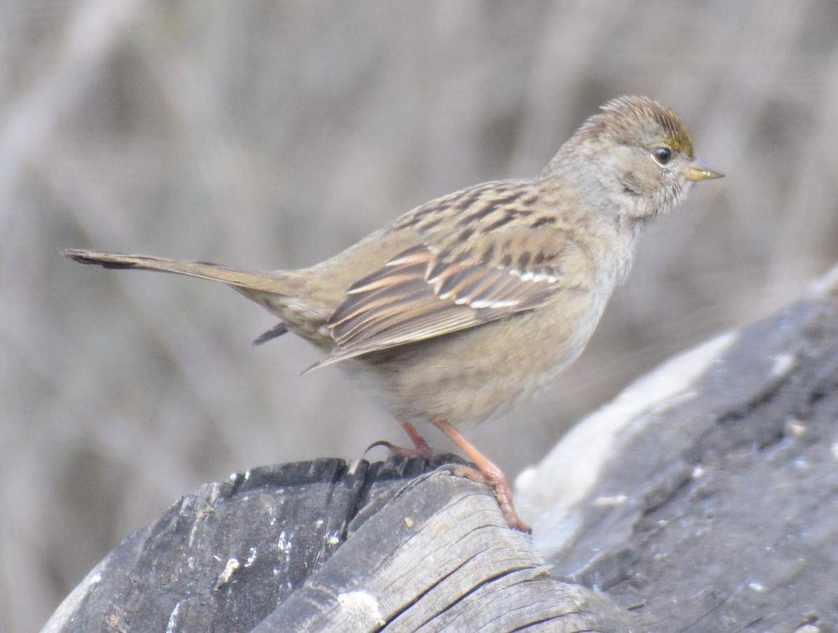 Golden-crowned Sparrow - ML630647323