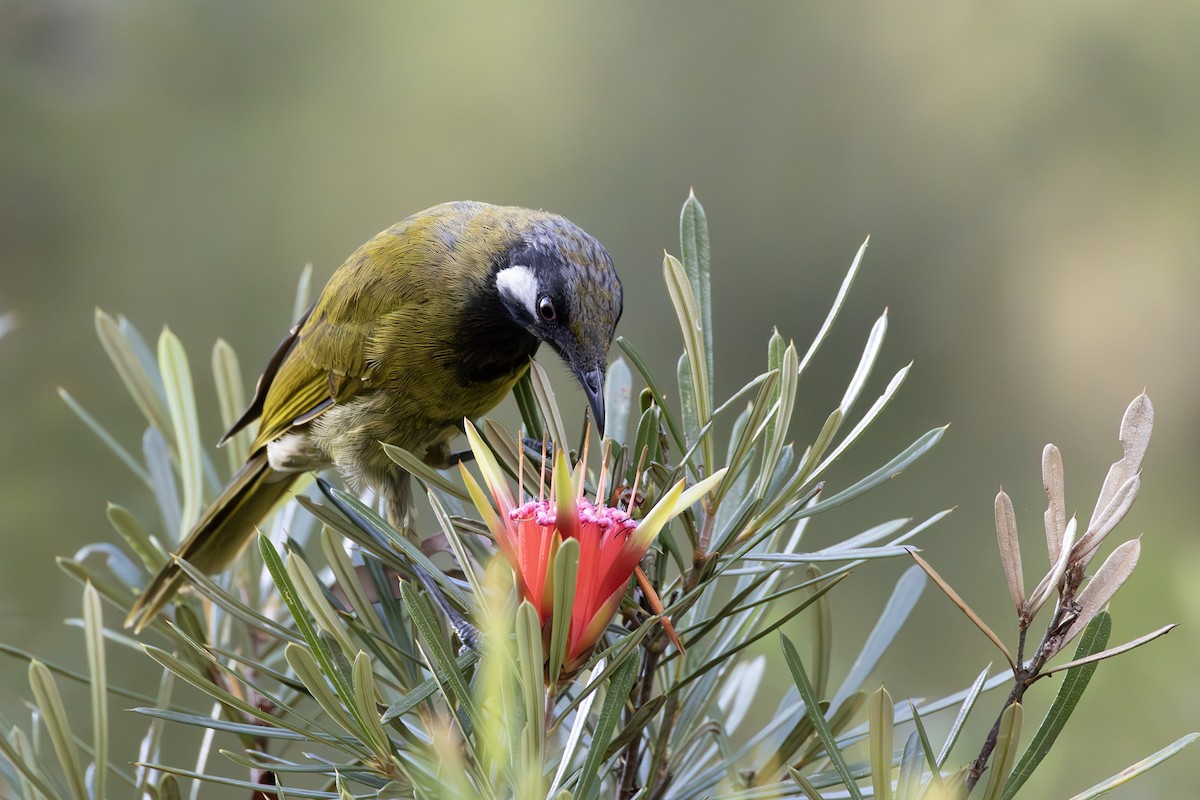 White-eared Honeyeater - Bas vG
