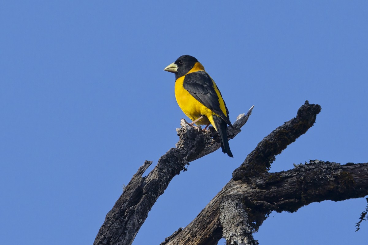 Collared Grosbeak - ML630647379