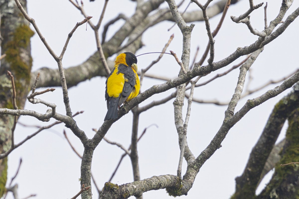 Collared Grosbeak - ML630647380