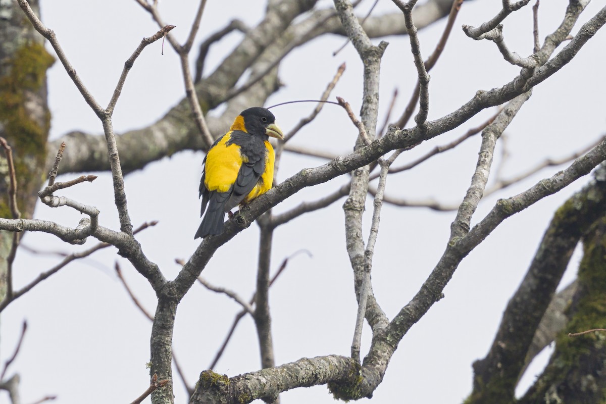 Collared Grosbeak - ML630647381