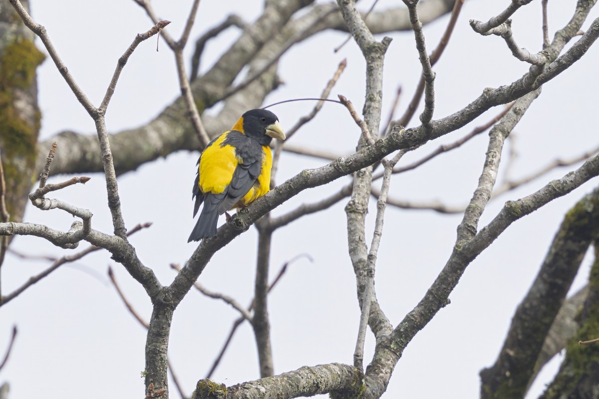 Collared Grosbeak - ML630647382