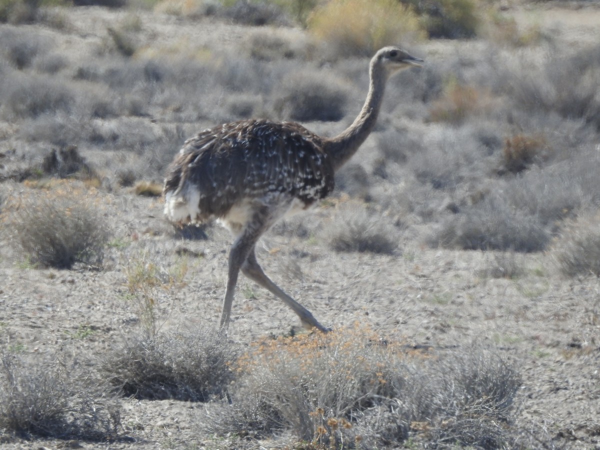 Lesser Rhea - ML630647424