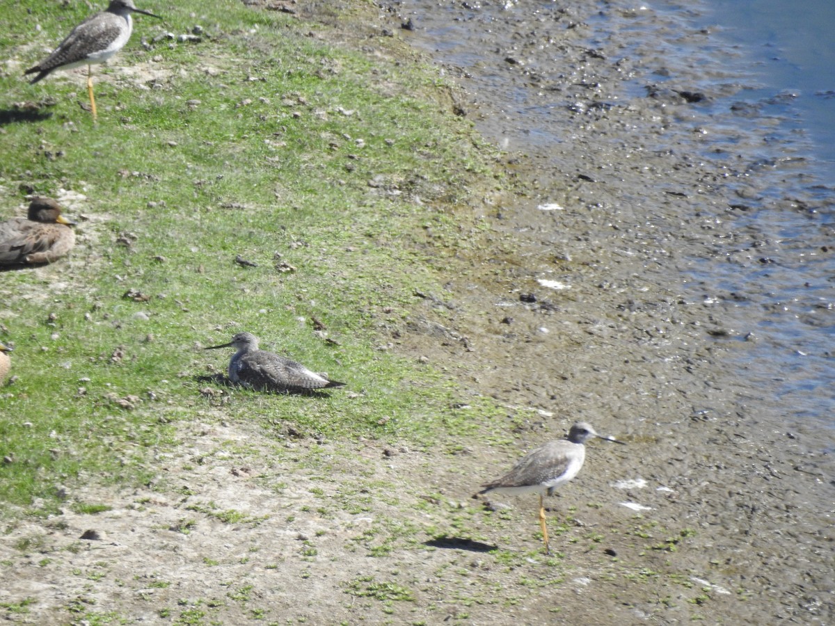 Wilson's Phalarope - ML630647430