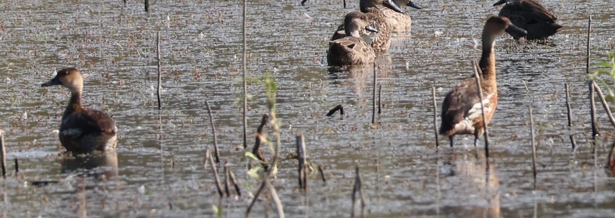 Wandering Whistling-Duck - ML630647432
