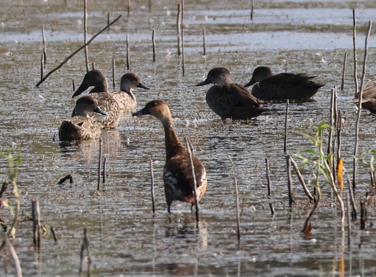 Wandering Whistling-Duck - ML630647433