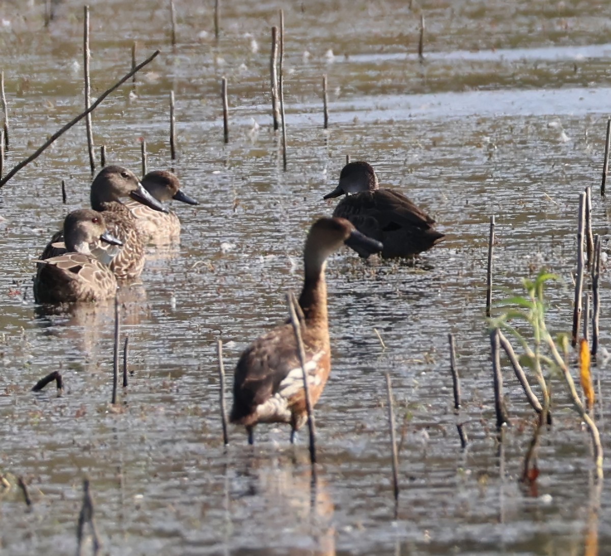 Wandering Whistling-Duck - ML630647435
