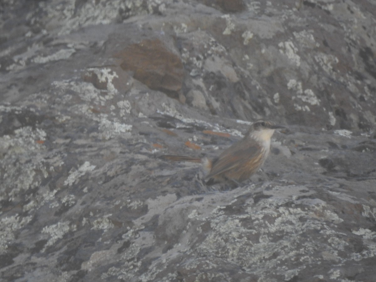 Straight-billed Earthcreeper - ML630647448