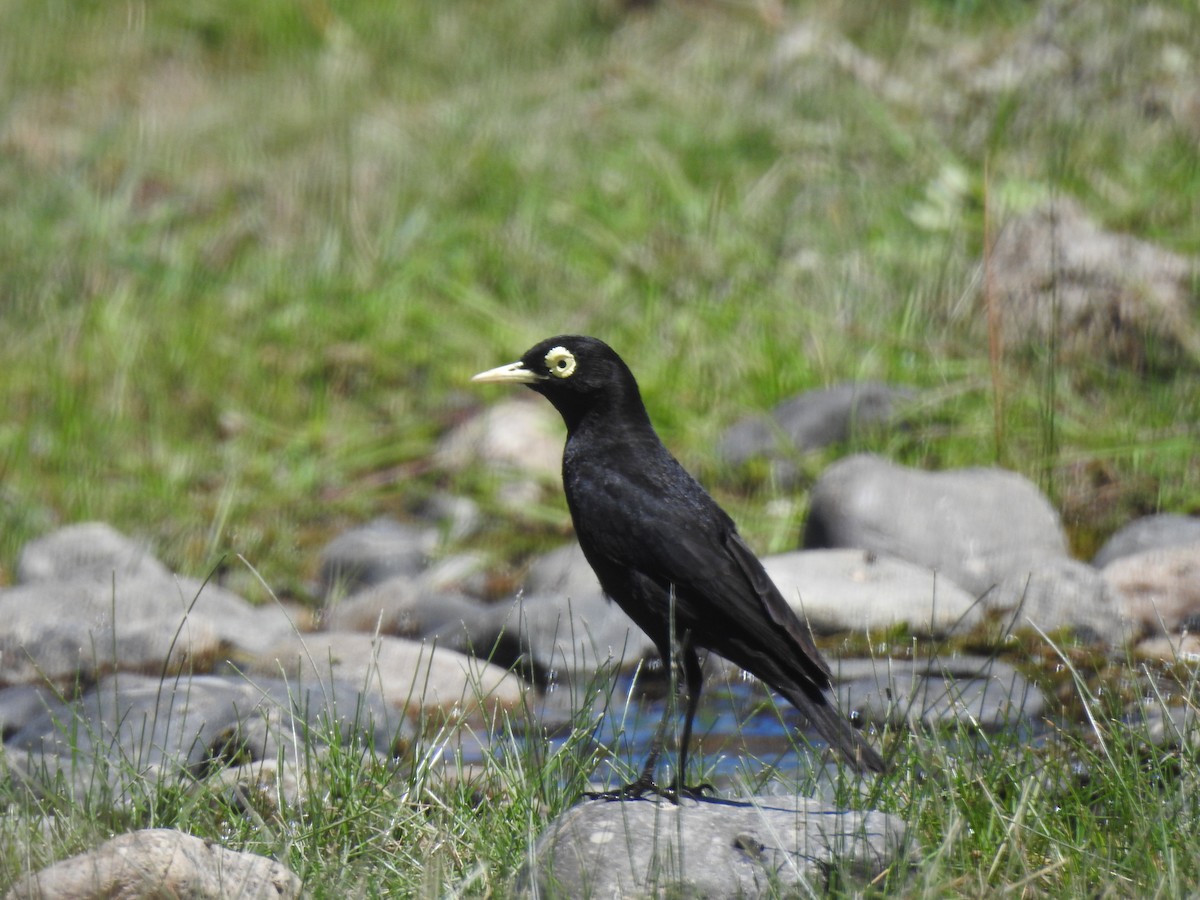 Spectacled Tyrant - ML630647464