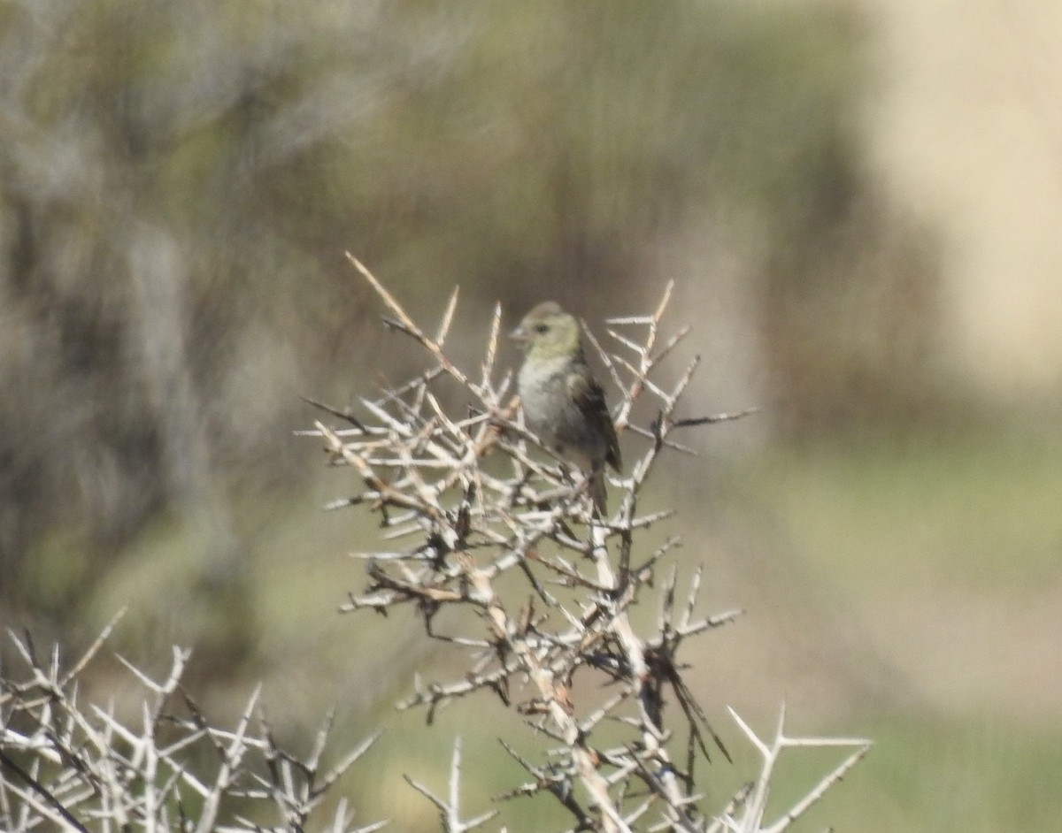Black-chinned Siskin - ML630647466