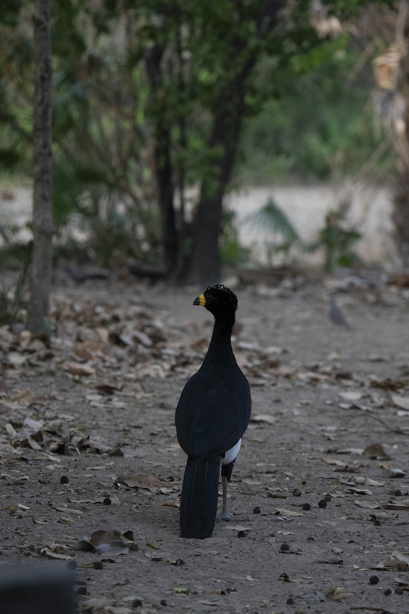 Bare-faced Curassow - ML630647495