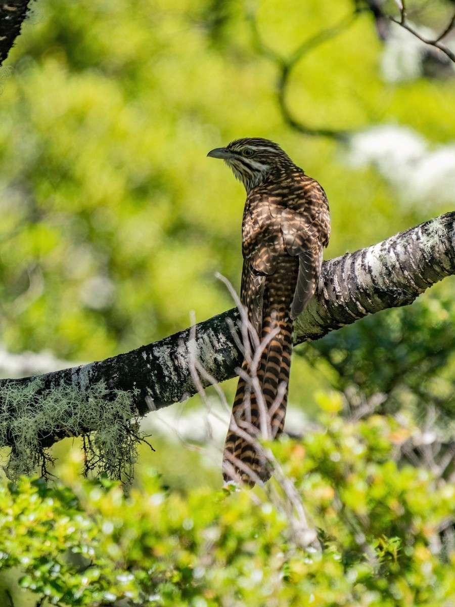 Long-tailed Koel - ML630647546