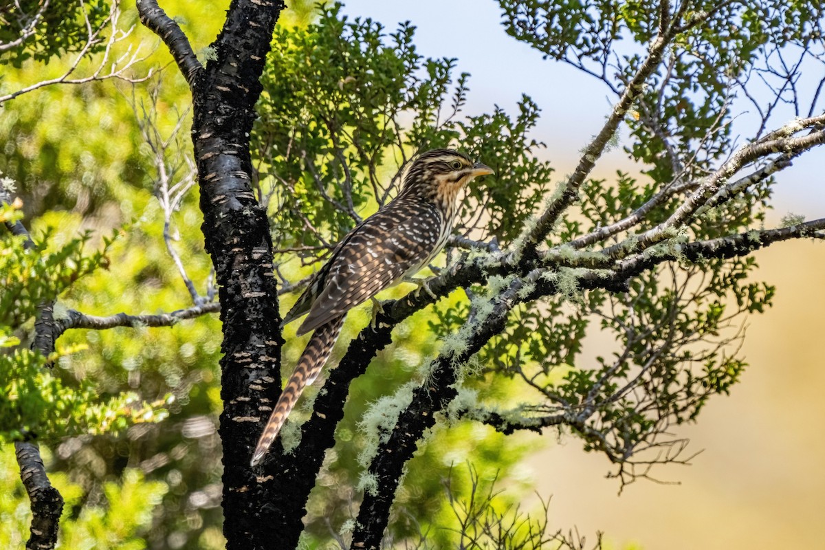 Long-tailed Koel - ML630647548
