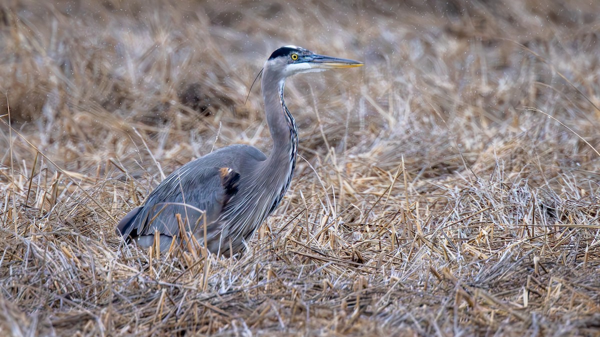 Great Blue Heron - ML630647696
