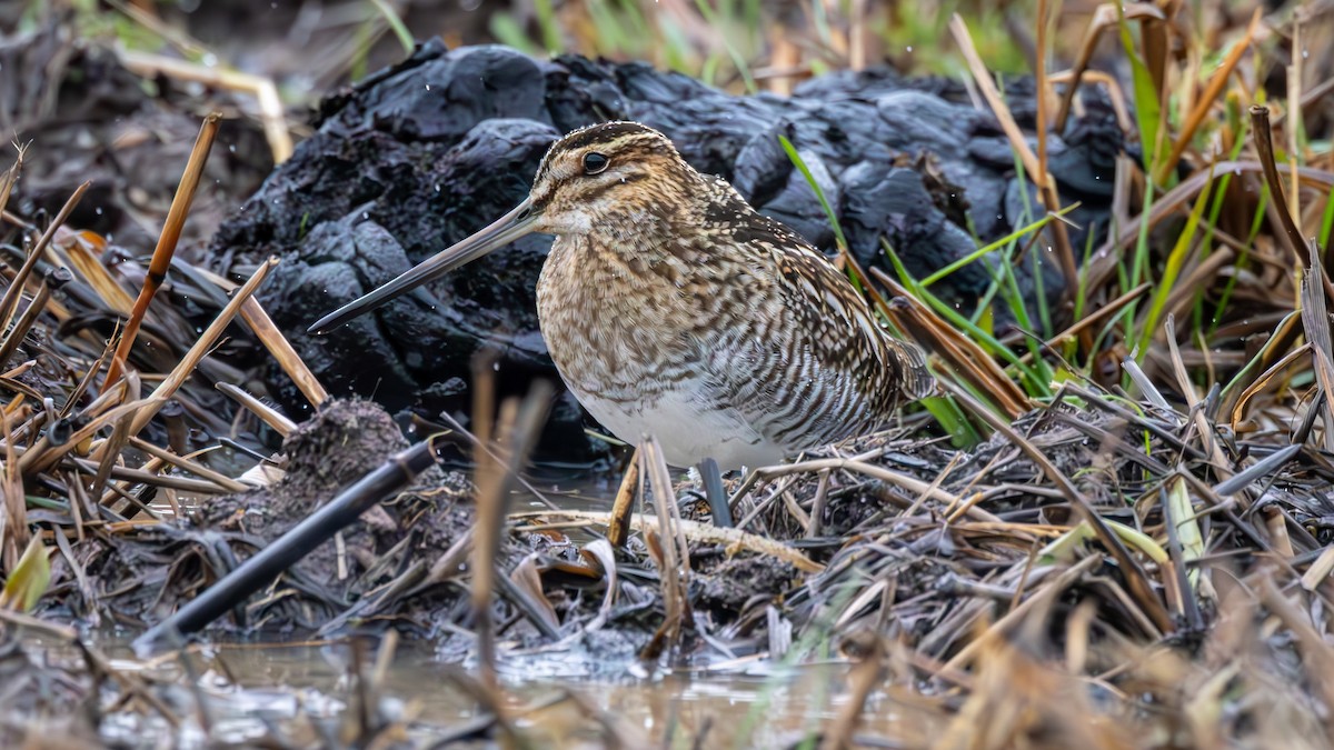 Wilson's Snipe - ML630647704