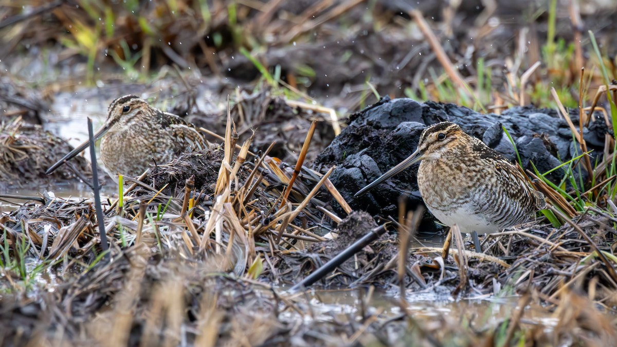 Wilson's Snipe - ML630647705