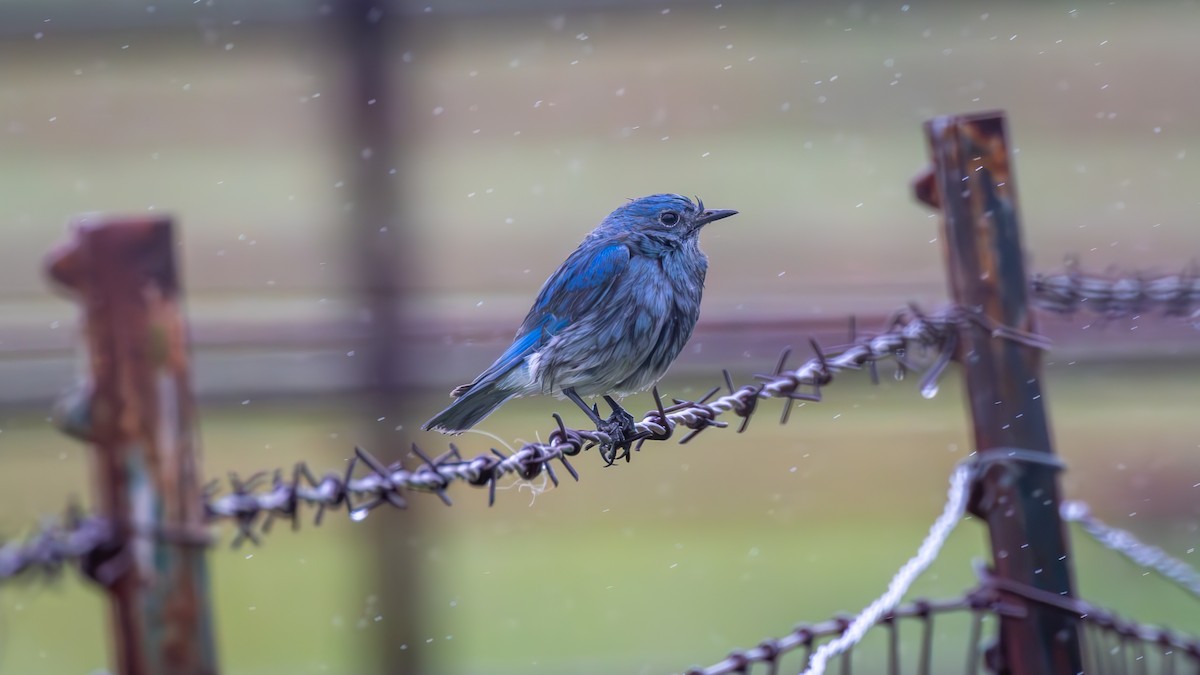 Mountain Bluebird - ML630647711